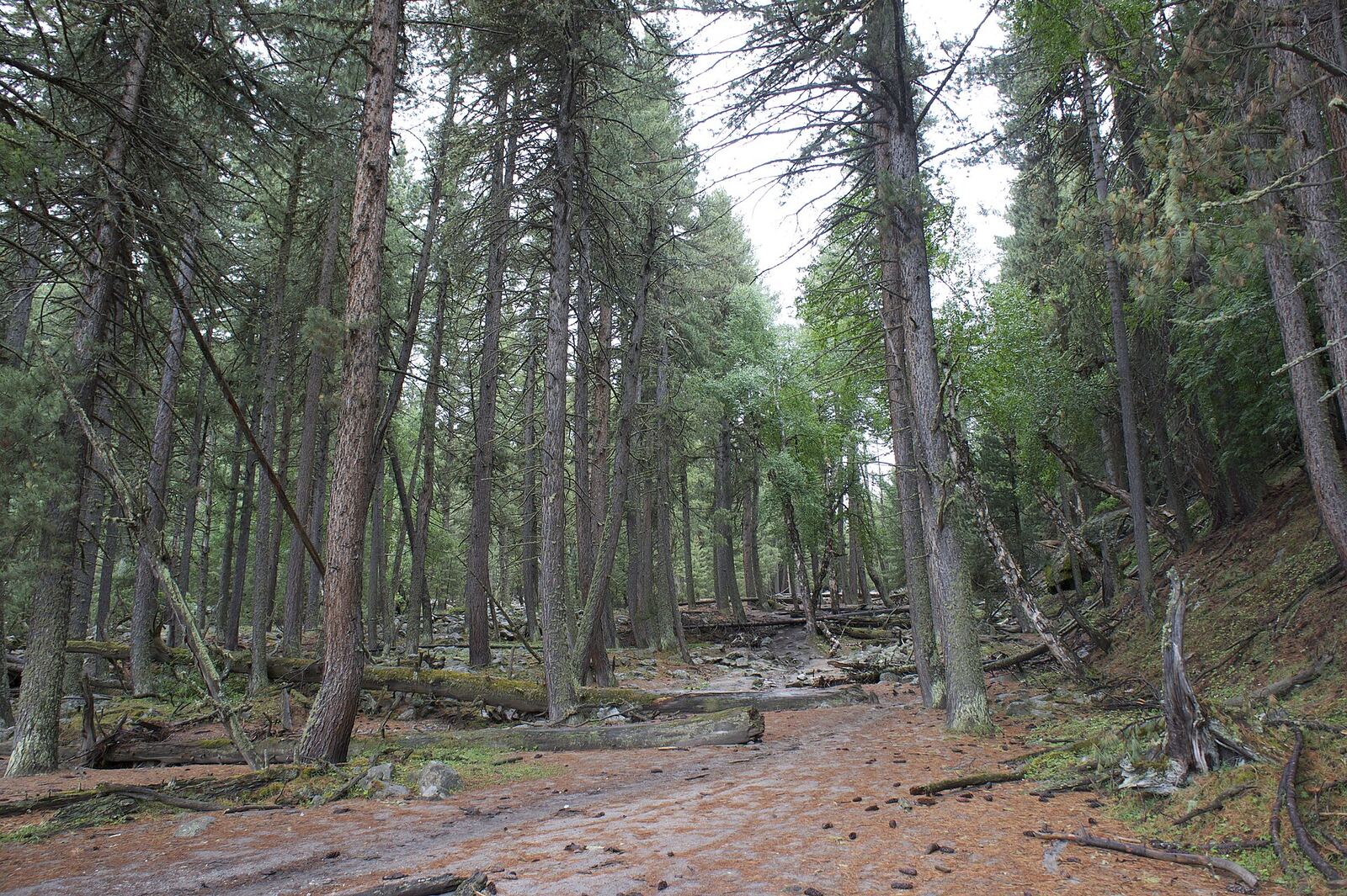 A very peaceful track in the woods on the way to Nanga Parbat