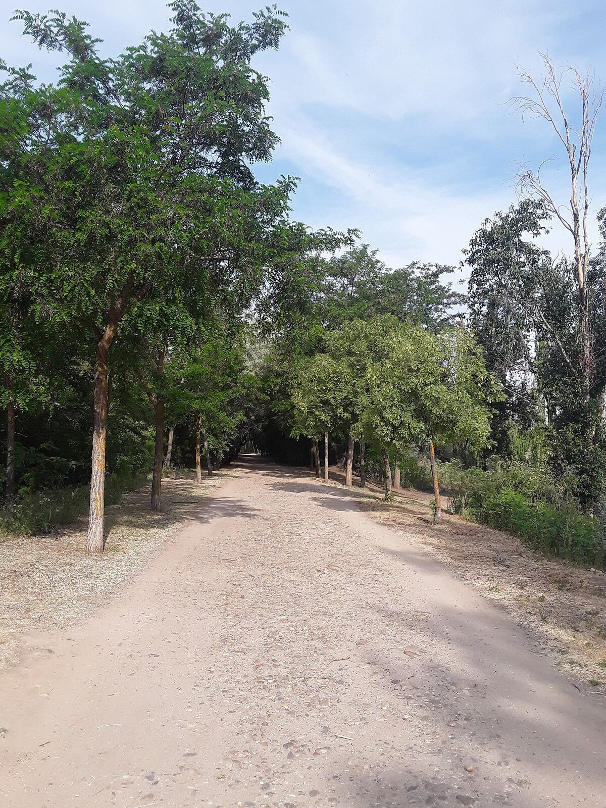 A peaceful path through the lagoons: On one side is the Raso lagoon and on the other, the Jarama River.