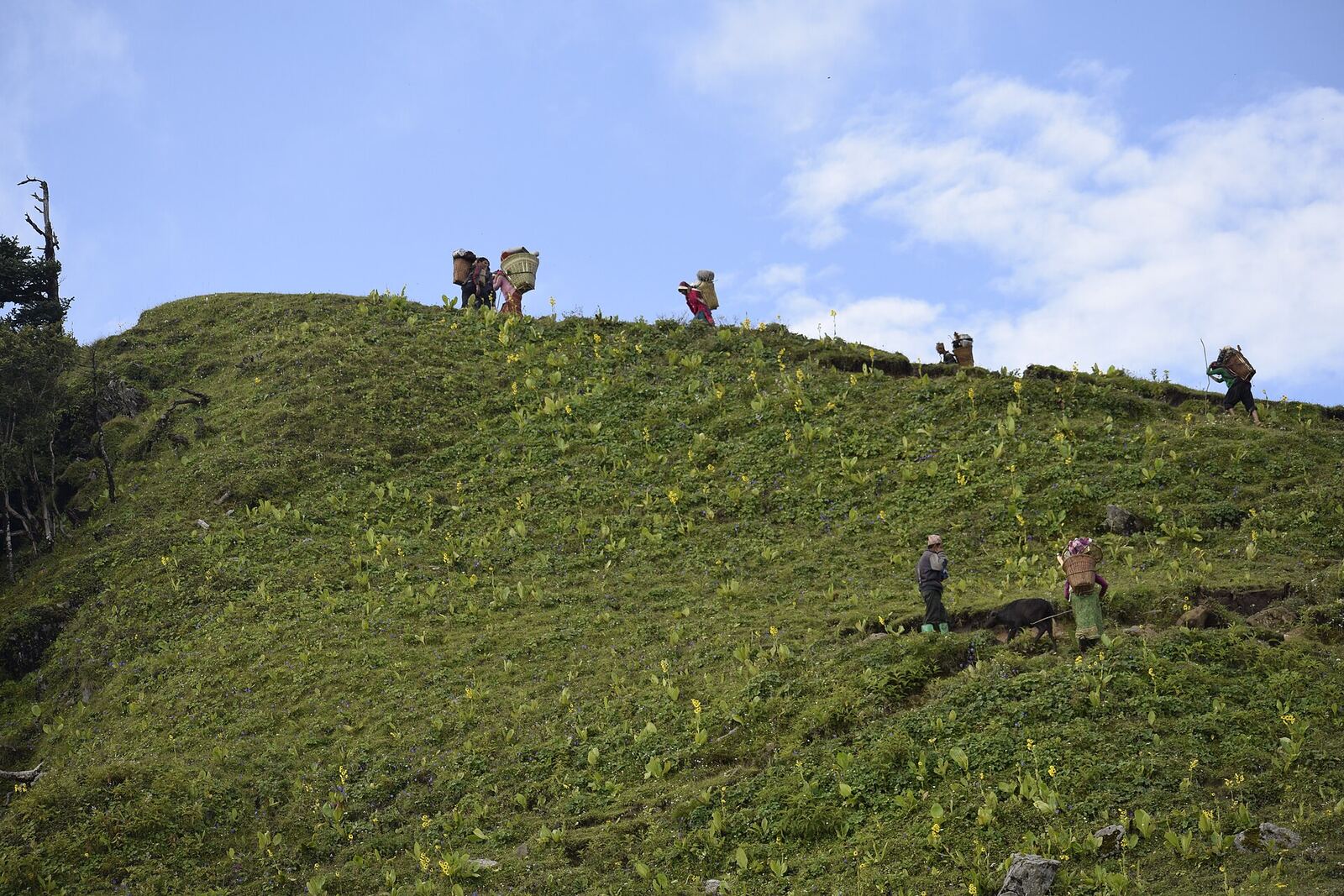 Nepal has a full of hidden trekking trails which take you close to the gorgeous and nature surrounding of Nepal. In this land, life is simple and people are shy and friendly having good manner. You will enjoy exploring Nepalese society with their various local activities. Trekking in hidden trails Nepal take you beyond your imaginations of normal trekking trips as you enter into river valleys, lush green forest and inhabitant rain shadow areas behind the Himalayas ranges in Nepal. While you are landing at Tribhuvan International Airport, then the hidden trekking trails of Nepal are leading you to explore the stunning views of mountains and deepest green valleys, as well as living lifestyle of Nepalese people's, their arts, structural designs and cultural traditions with history background. Tribeni Treking trail is hidden Shangri-La in the western region of Nepal. This Trebeni region is located inside the Tribeni in the area of Sanni Tribeni Rural Municipality, Kalikot District, Karnali Province. This region is famous for its uniqueness of varied landscape, flora &amp; fauna. The name Tribeni was derived from the religious meaning, where you can see a Tribeni Dham and temple of Badi malika. Therefore this region is not only famous among trekker it’s famous among pilgrim, researcher &amp; devotees. Tribeni trekking area offer distinct experience to the trekker. The highest elevation in Tribeni Patan rigion is 4000 Meters and it has several inclined meadows. This has various kinds of flora &amp; fauna. Sub tropical, alpine climatic zone can be found here. 11% of all the flowering plants from Nepal can be found here. More than 200 different kinds of medicinal herb are found, so this land can say as natural hospital. Deer, wild boar, snow leopard found animals in Tribeni area. The park offers excellent views of Mountain region in western Nepal as well as Badimalika, Patan Budha and beautiful landscape &amp; amazing scenery. Trebeni trekking trail is best for real exploration and beautiful scenery. The trail goes through inclined meadow &amp; grassland whereas in lower elevation the trail goes bit steep way. And local governing body is trying to facilitate with helicopter charter. Highlights of the tour Some of the main highlights of the tour are 1. The eye pleasing Patan (meadows) Tribeni Dham is known for its green meadows, grasslands, pasture [Patan]. It is said that there are altogether 12 large Patans within the Tribeni region. The Patans are large enough to please your eyes. 2. The peaceful scenic landscape of Tribeni The jewel of the Tribeni is of course the open green meadows spread over gentle terrain. The landscape resembles something that we usually see in the post cards and Tribeni area offers you the chance to experience it yourself. During spring and autumn the fields are said to be covered with more than 100 colourful flowers although we couldn’t see that for ourselves. 3. Religious Sites: There is a temple of malika and Tribeni Dham. Pilgrimage from Nepal, Kumau Gadwal and various land of India reach there during full moon of July-August when Hindu pilgrims come to worship here, the no. of people that visit this land is low. 4. Climate: In this region have 3 climates. The seasons of spring (March-May) and autumn (October-November) are the best times to visit. The temperature ranges from 4°c to 20°c offering pleasant trekking weather. The monsoon begins in June and lasts until September during this time paths become muddy and slippery. From December to February winter brings snow and chilling winds. 5. Flora &amp; Fauna: The flora of Tribeni region can be divided into three basic vegetation zone’s-subtropical, and temperate. In the lower altitudes (1000 – 2000 meter), subtropical vegetation dominates the landscape; Forest mainly consists of Montane Sal, Pines and Alder species. From 1800 – 3000 meter temperate type dominates the landscape. The forest there are comprised of lower temperate mixed broad-leaved species (Lindera Nacusua, Cmnamomum Tamca. etc), temperate mixed evergreen species (Spruce, fir, hemlock, oak. etc), and upper temperate broad-leaved species (Aesculus indica, maple, etc.) Fir oak, birch, and rhododendron arc the major species found there. Intertwined into the landscape of the Tribeni Patan are the Patans (pastureland) with beautiful flowers (about 100 species) that bloom in the summer and late spring. The grassland flowers consist of primulas, buttercups, and wild berries. A wide variety of medicinal herbs (more than 200 species) are occurring inside the Tribeni region. The Tribeni region is reported to have various types of birds species. A wide variety of butterflies, moths, and insects are also forming a part of the Tribeni ecosystem. The Tribeni Patan area provides habitat for some different, species of mammals. Common ones include barking deer, wild boar, goral, Himalayan black bear, Yellow-throated Marten, and Rhesus and Langur monkey. Other includes leopard, wild dogs, jackal and musk deer. Facilities: Currently, there are no lodges or hotels in this area. Trekkers must be self- sufficient in tents, food, fuel, and all other supplies. Make sure to bring a first-aid kit because there are no medical facilities available within Triben region. How to get there: The best way to reach the Tribeni area is to fly from Kathmandu to Nepalgunj and the local buses are available for Surkhet then pick a local bus for Dailekh, Kalikot (Sannighat). From Sannighat one has to hike 3 hours to Mehelbudi and another 7-8 hours to Thapche and then Tribeni. Other options are the local bus for Mumra, Kalikot and hike to Tribeni. TENTATIVE ITINERARY Day 01: Arrive Kathmandu Day 02: Fly Kathmandu to Nepalgunj (198m), drive to Surkhet Day 03: Drive Sannighat, Mumra (2041m) 7 hrs Day 04: Trek to Thapche (3210m), 5/7 hrs Day 05: Trek to Tribeni Dham (4000 m) Day 06: Explore this region. Day 07: Trek to Mumra (2041m) Day 07: Take a bus to Nepalgunj. Day 08: Return to Nepalganj -Kathmandu 2. Best Time: We made the journey in October when monsoon had just ended. Being a high plateau, the weather was unpredictable. Occasionally the clouds from surrounding low lands would cover the area in no time creating foggy environment. The best time to visit the Park to be Sep-November and March-May. From December to March, it snows heavy in the Triben Patan area making travel impossible. Since being a plateau, the snow is retained for much longer time upto late March. You can contact the office of Sanni Tribeni Rural Municipality for current weather update and condition. The phone no has been provided in last section.