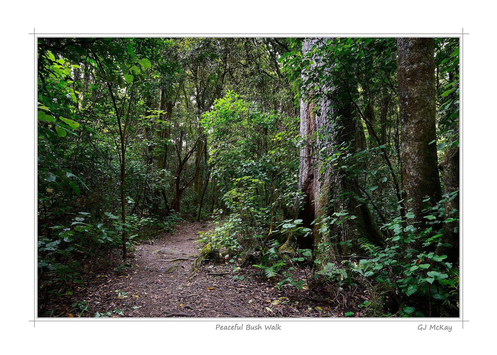 Part of the Fern Walk in Totara Reserve, Pohangina Valley. The larger tree on the right is a Kahikatea, which is New Zealand's tallest indigenous tree. The white odourless timber was used extensively to make butter boxes, for much of the late 1800s and early 1900s. It was this practice which all but eliminated kahikatea-dominated swamp forest from the North Island and northern South Island. (<a href=" https://www.nzpcn.org.nz/flora/species/dacrycarpus-dacrydioides/ " rel="noreferrer nofollow">www.nzpcn.org.nz/flora/species/dacrycarpus-dacrydioides/</a>)