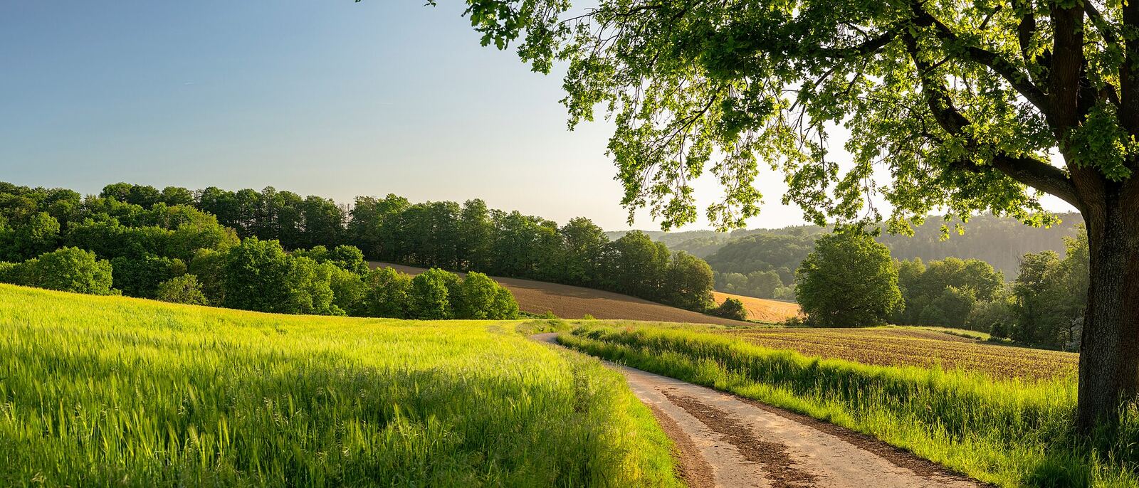 Gently rolling landscape near Asmushausen in Northern Hesse at the end of May; green meadows, ripening grain fields, and a winding dirt path characterize the scenery. A large tree in the foreground provides shade, while a dense forest and gentle hills shape the background. The angled light of the evening or morning hours creates a warm and peaceful atmosphere.